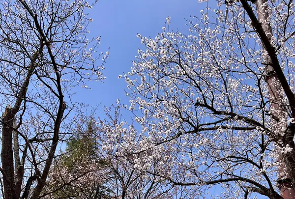 湯沢中央公園【桜の名所】の写真・動画_image_832091