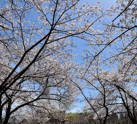 湯沢中央公園【桜の名所】の写真・動画_image_832092