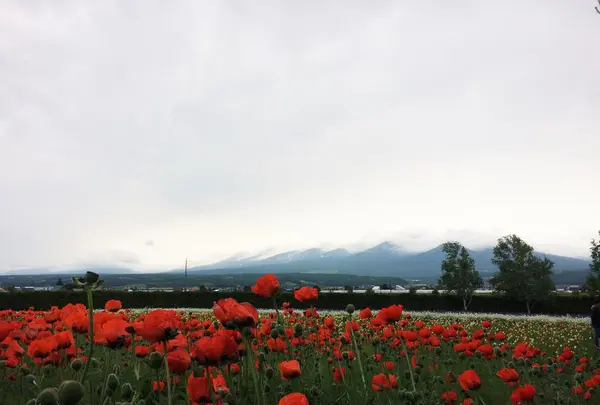 ファーム富田の写真・動画_image_83285