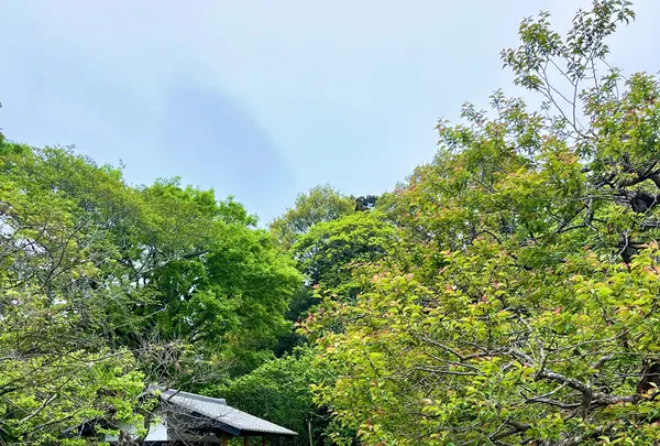 偕楽園の写真・動画_image_832968