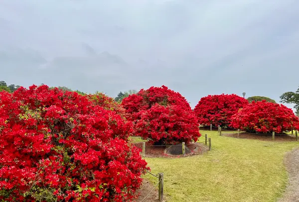 偕楽園の写真・動画_image_832969