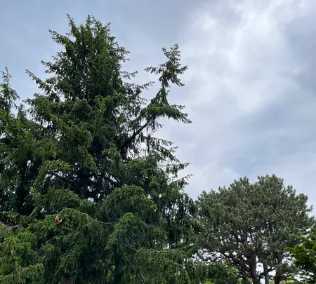 北海道大学植物園の写真・動画_image_833230