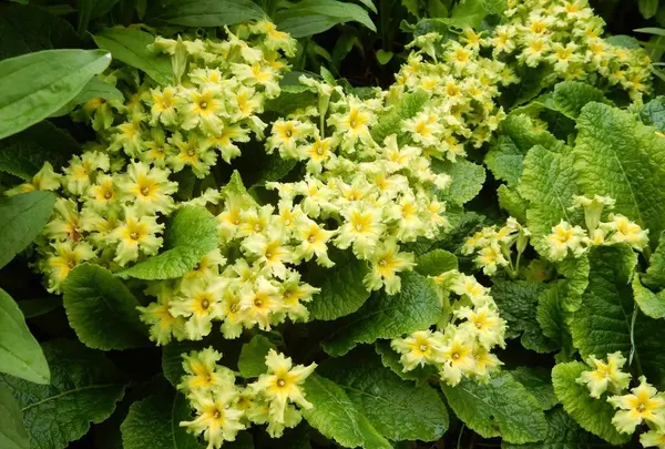 風のガーデンの写真・動画_image_83379