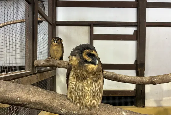 掛川花鳥園の写真・動画_image_837214