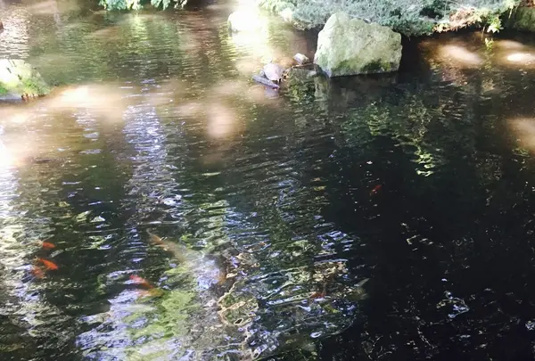 滝の根公園の写真・動画_image_83862