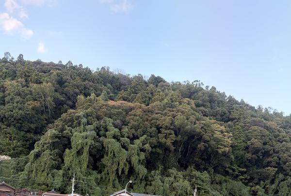 沖島港おきしま通船乗船場（堀切港行き）の写真・動画_image_839360