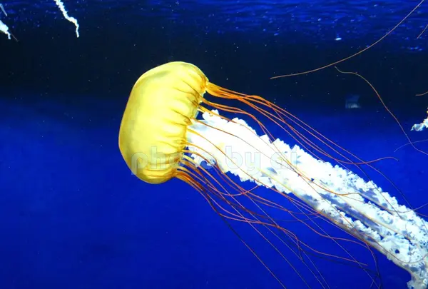 新江ノ島水族館の写真・動画_image_84109