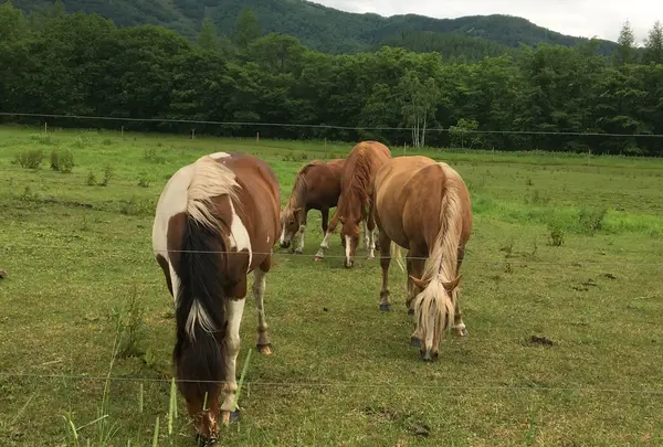 十勝千年の森の写真・動画_image_84480