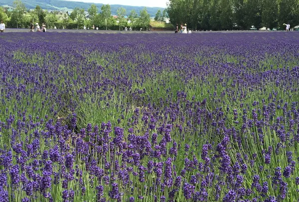 ファーム富田の写真・動画_image_84486