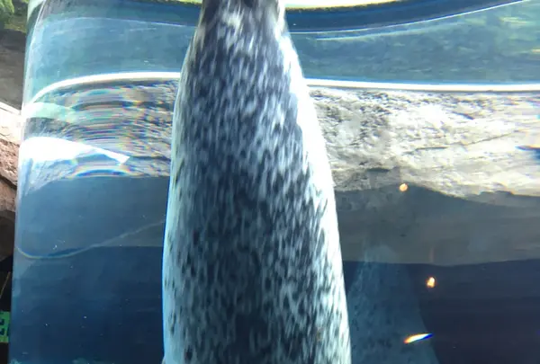 旭川市 旭山動物園の写真・動画_image_84492
