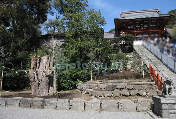 鶴岡八幡宮の写真・動画_image_84798