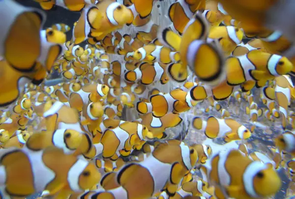 鴨川シーワールドの写真・動画_image_84914