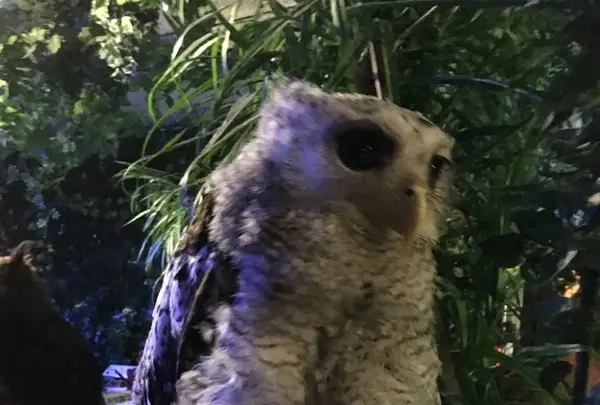 ふくろうカフェ アウルの森の写真・動画_image_85631