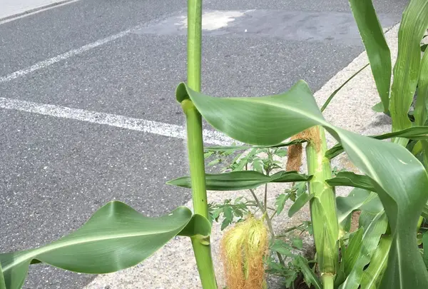 菊水通りの写真・動画_image_86463