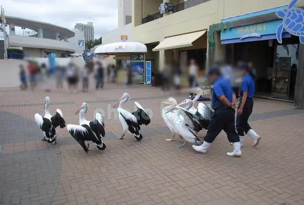 鴨川シーワールドの写真・動画_image_86498