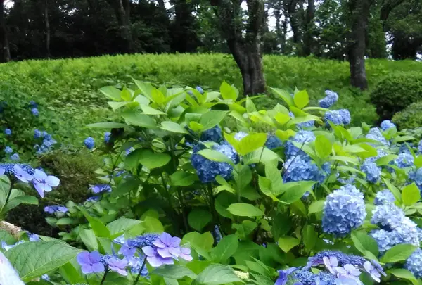 高松公園の写真・動画_image_86933