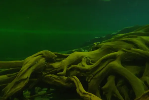 魚津埋没林博物館の写真・動画_image_87154