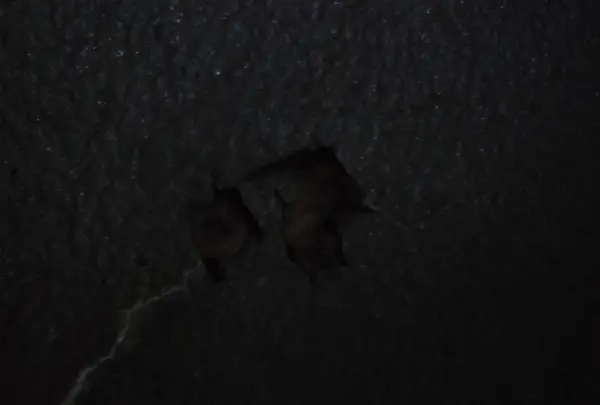 頭川トンネルの写真・動画_image_87166