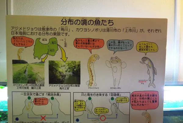 魚津水族博物館の写真・動画_image_87198