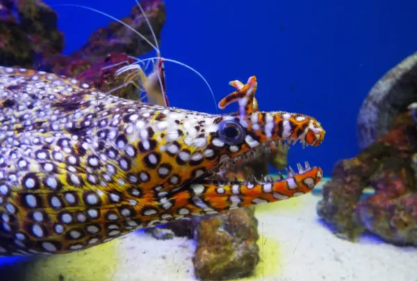 魚津水族博物館の写真・動画_image_87199