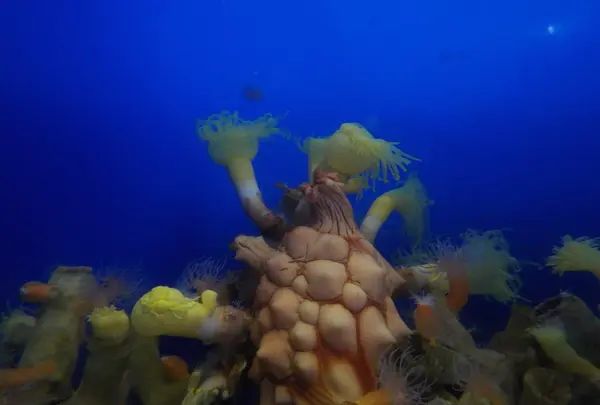 魚津水族博物館の写真・動画_image_87201