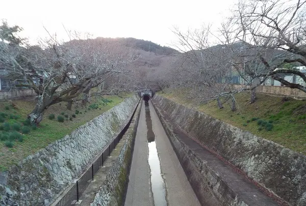 琵琶湖疏水の写真・動画_image_87303