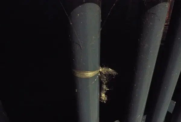 琵琶湖大橋の写真・動画_image_87322