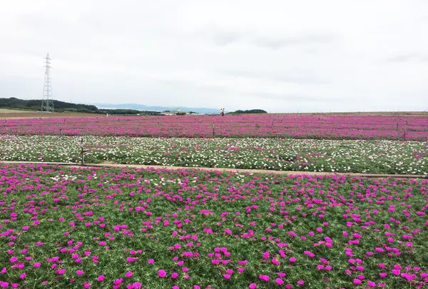 観光農園花ひろばの写真・動画_image_87437