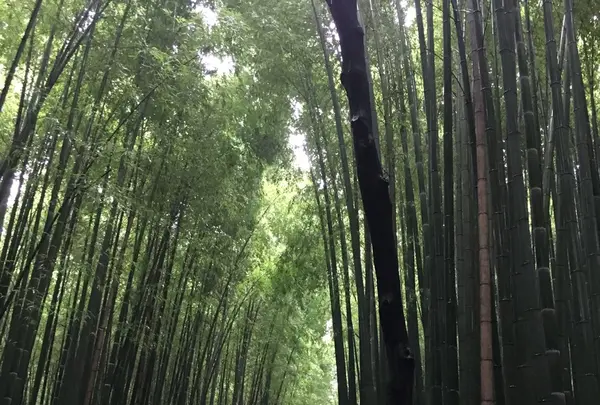 嵯峨野トロッコ列車の写真・動画_image_87535