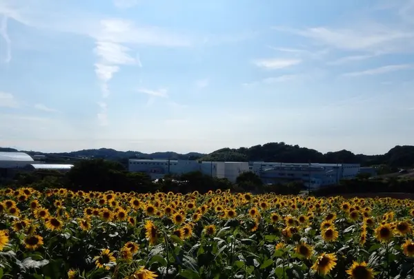 観光農園花ひろばの写真・動画_image_87670