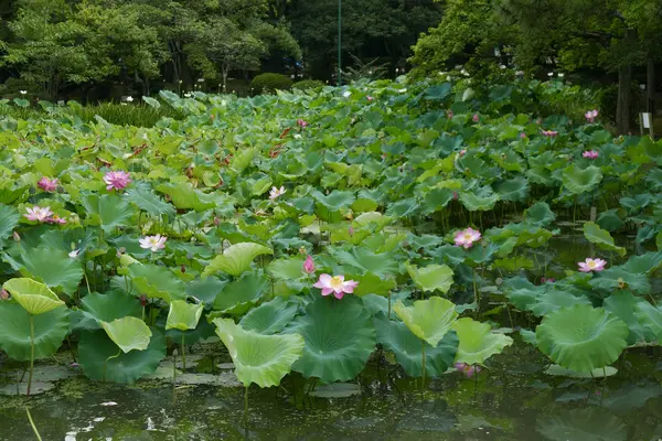 蓮の名所の写真・動画_image_87905