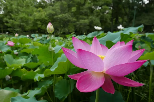 蓮の名所の写真・動画_image_87907