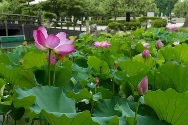 蓮の名所の写真・動画_image_87908