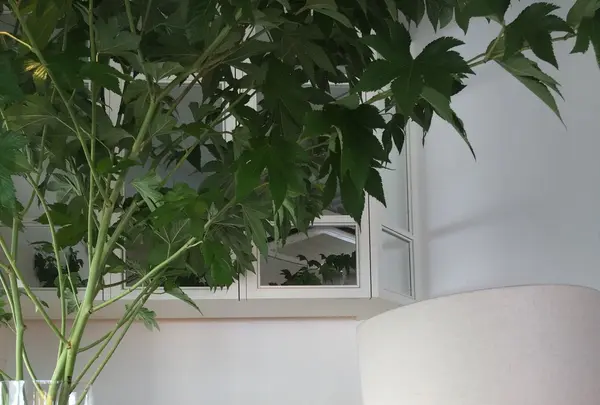 bills 七里ヶ浜の写真・動画_image_87957