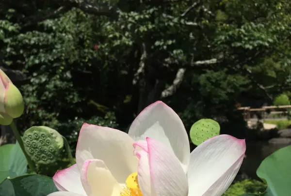 長谷寺の写真・動画_image_87964