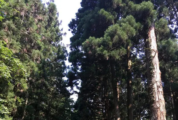 御岩神社の写真・動画_image_88035