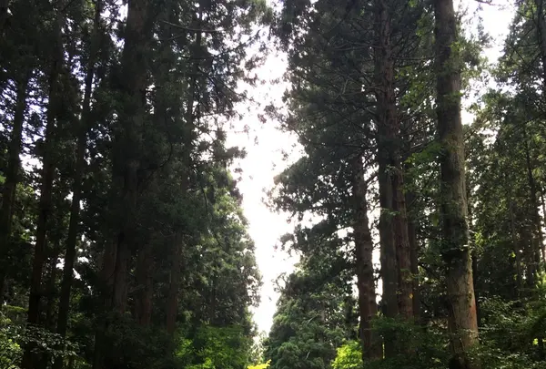 御岩神社の写真・動画_image_88036