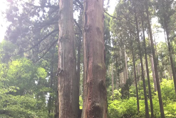 御岩神社の写真・動画_image_88037