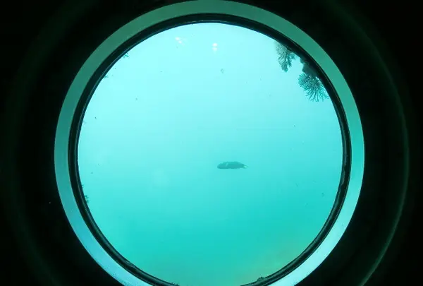 足摺海底館の写真・動画_image_88124