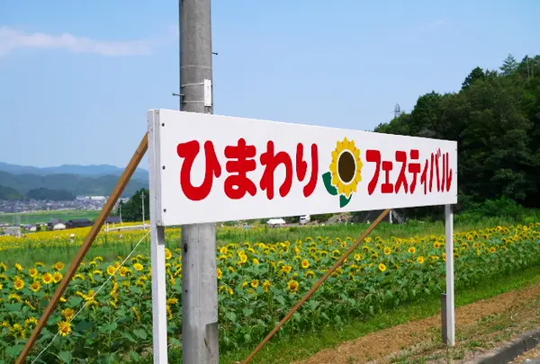 与謝野町ひまわり畑の写真・動画_image_88331