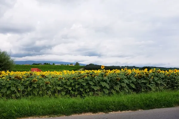 La Paisible - Audrey's Houseの写真・動画_image_88796