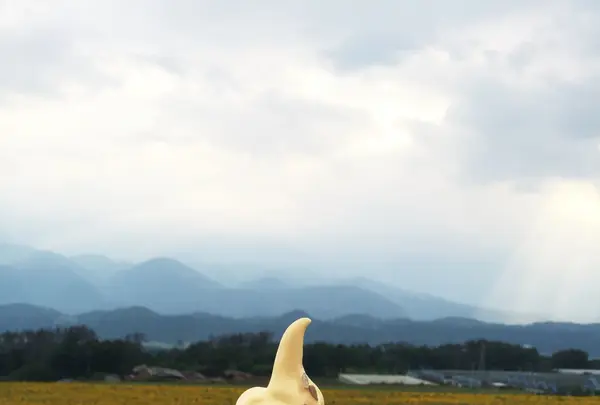 明野のひまわり畑の写真・動画_image_88893