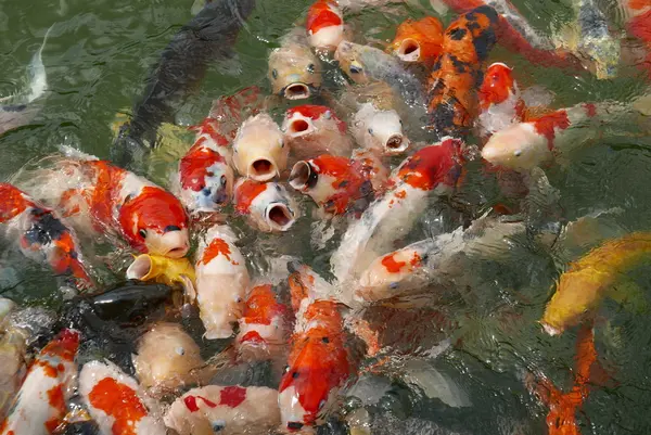 勝尾寺の写真・動画_image_88972