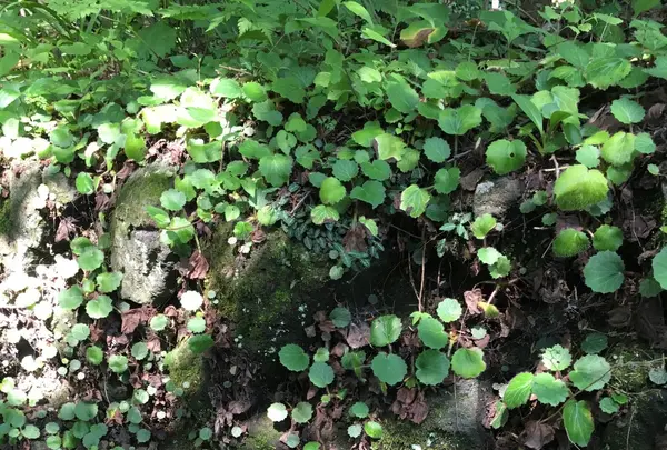 軽井沢ショー記念礼拝堂の写真・動画_image_89033