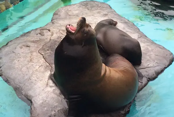 上野動物園の写真・動画_image_89176