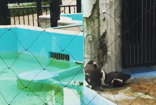 上野動物園の写真・動画_image_89307