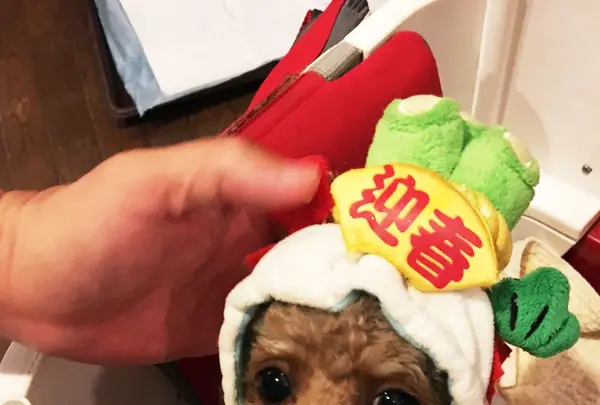 ビスキーハウス(伊豆高原 一碧湖 ペット 宿泊 愛犬宿泊 ペットと泊れる宿 ペット専門の宿 犬が喜ぶ宿 犬連れ 宿 料理が美味しいペット宿)の写真・動画_image_89589