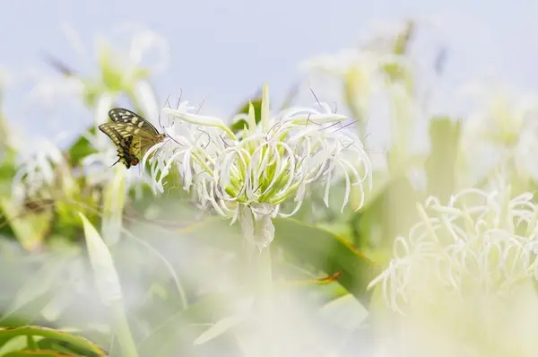 角島の写真・動画_image_89644