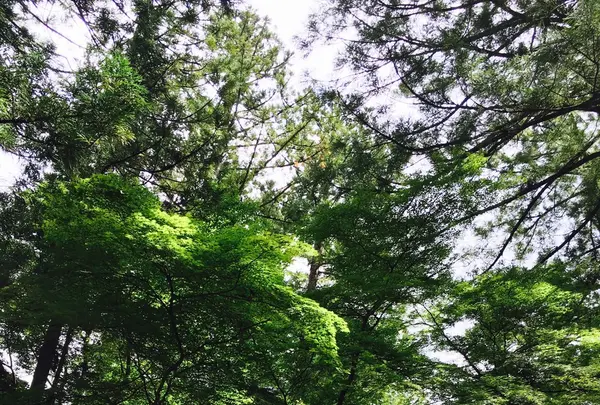 大本山永平寺の写真・動画_image_89710