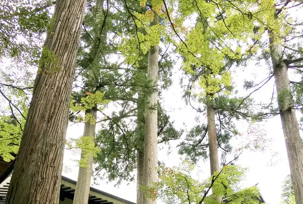 大本山永平寺の写真・動画_image_89711